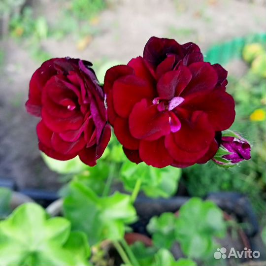 Пеларгония герань