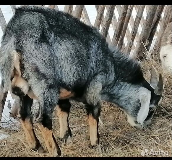 Англо нубийский козел