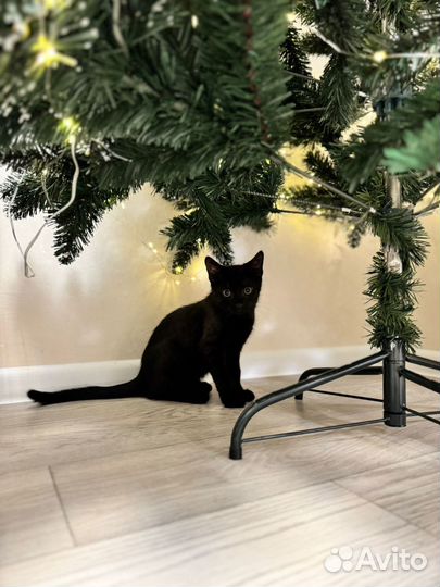 Подарю кошку 4 месяца