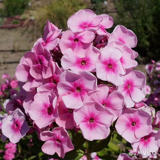 Флоксы метельчатые многолетние