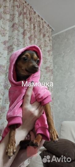 Той-терьер щенки