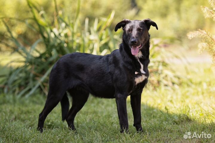 Молодая собака Клякса в дар в добрые руки