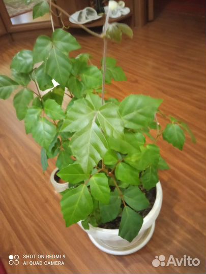 Домашние растения