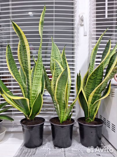 Сансевиерия (Тещин язык)