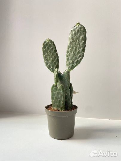 Кактус опунция