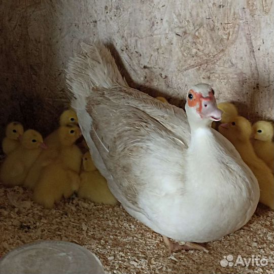 Инкубационное яйцо Гримо тяжёлая линия