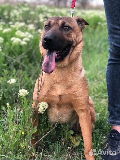 Собака в добрые руки отдам бесплатно