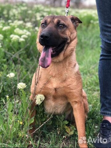 Собака в добрые руки отдам бесплатно