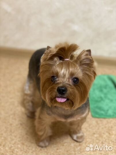 Стрижка собак стрижка кошек Груминг