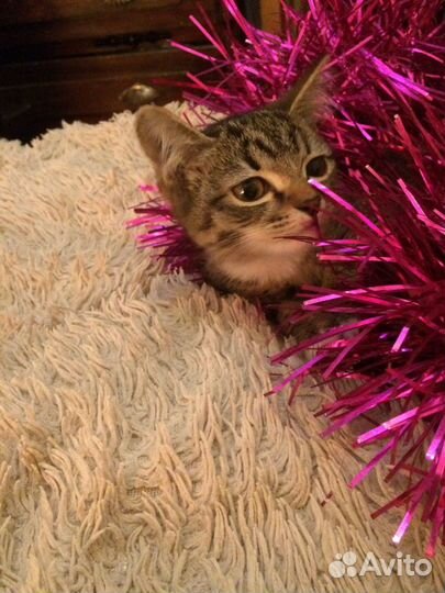 Отдам котенка-символ этого года