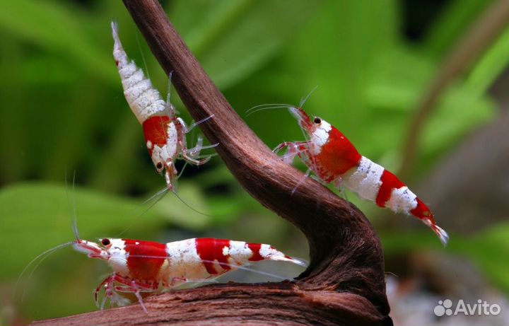 Аквариумные креветки в ассортименте