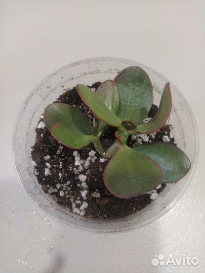 Денежное дерево толстянка крассула