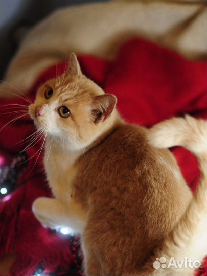 Супер мачо-мурчачо