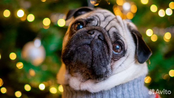 Ветеринарный врач на дом. Усыпление животных 24/7