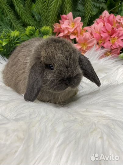 Самочка минилоп