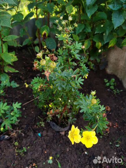 Лапчатка кустарниковая жёлтая Goldfinger саженцы