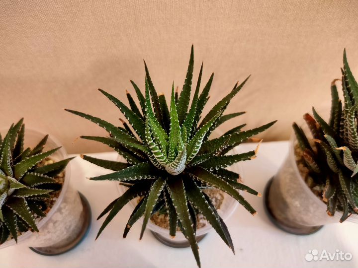 Хавортия (чуть покрупнее)