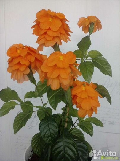 Кроссандра