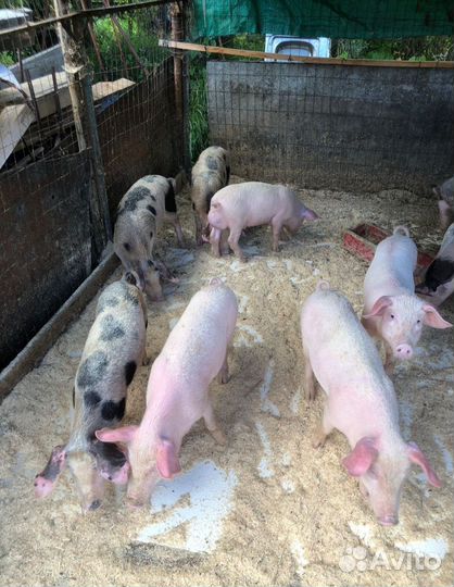 Поросята