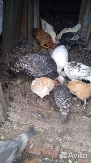 Индюки индюшата