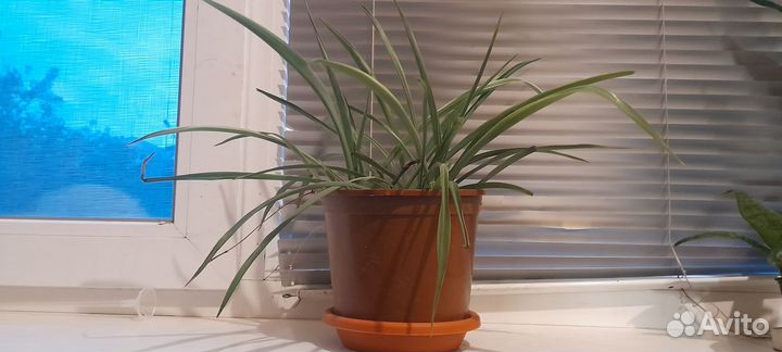 Хлорофитум