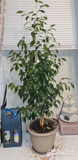 Фикус бенджамина