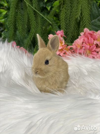 Мини кролики декоративные