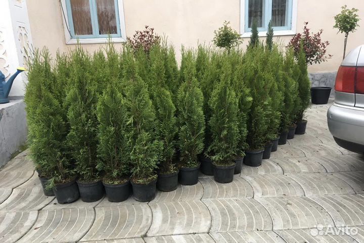 Туя Голландский Смарагд