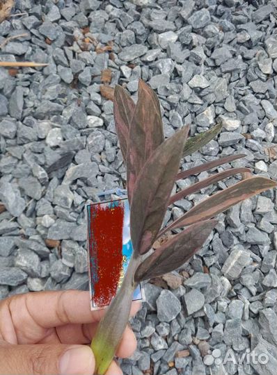 Замиокулькас вариегатный блек Оранж