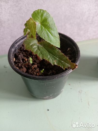 Бегония ампельная