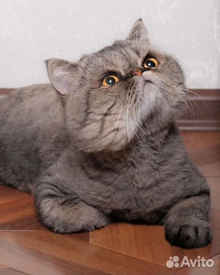 Кот Клементий ищет дом