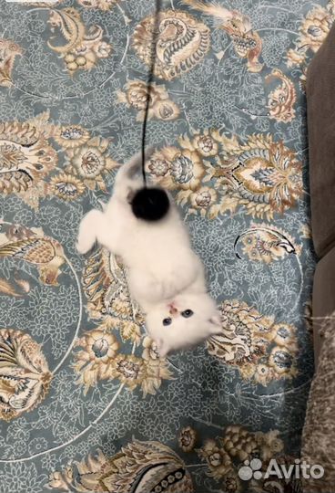 Котенок мальчик