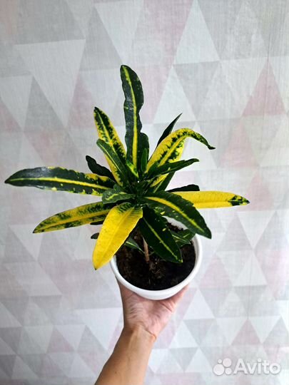 Кротоны и Молочай Синадениум Гранта