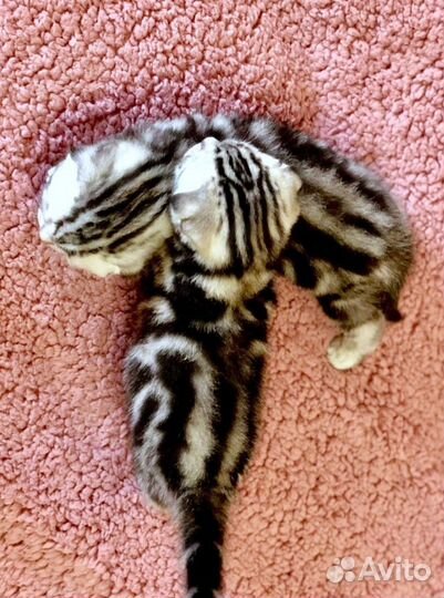 Котята тигрята