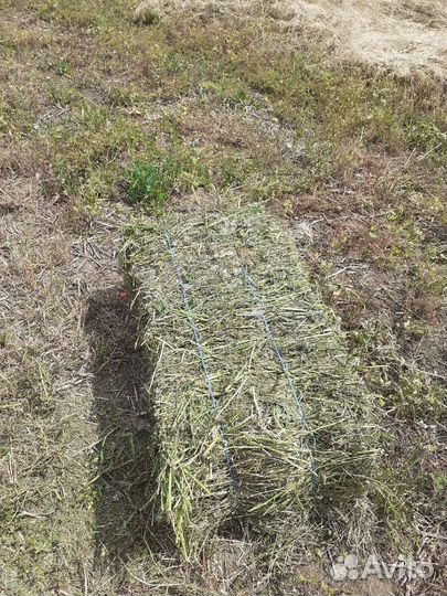 Сено разнотравье/эспорцет в тюках