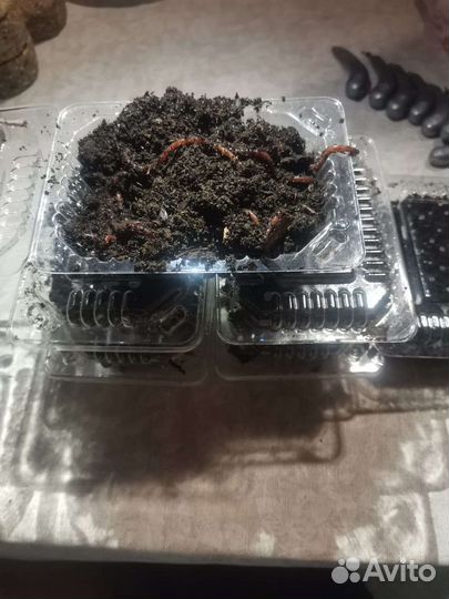 Червь, наживка, груза