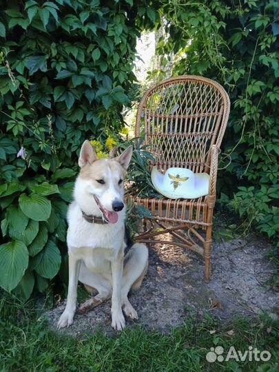 Собака в дар в добрые руки