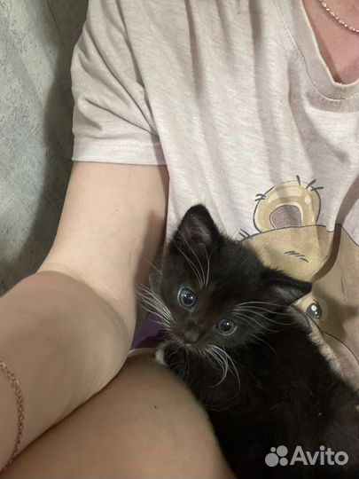 Домашние животные