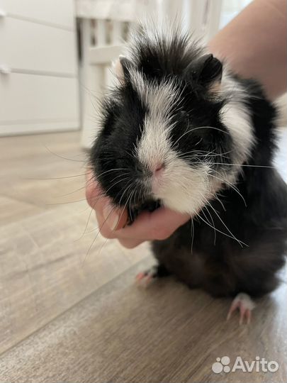 Морские свинки