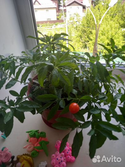 Продаю, цветочки