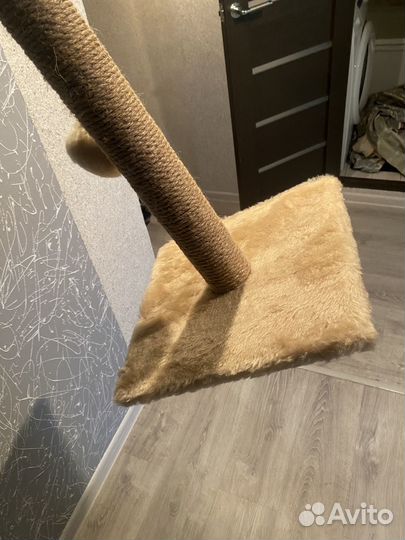 Когтеточка на котят