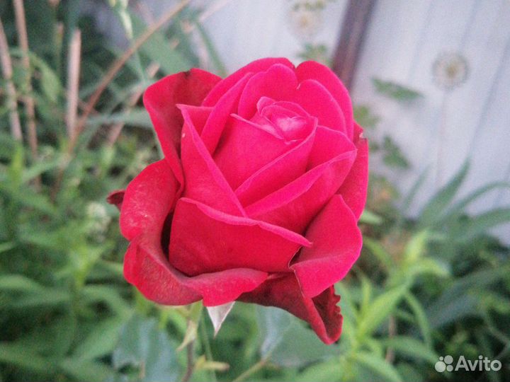 Розы Букеты Центр Владимира