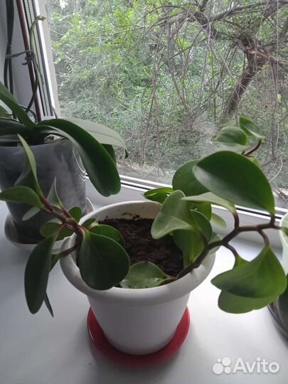 Комнатные цветы