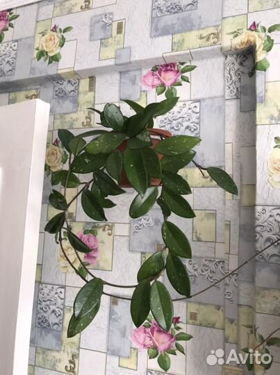 Хойя цветок