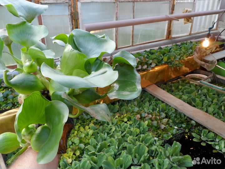 Водный гиацинт