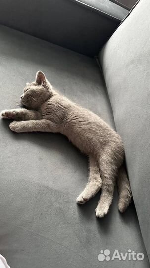 Кошка
