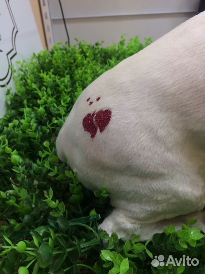 Груминг услуги в рио Zooмаркет