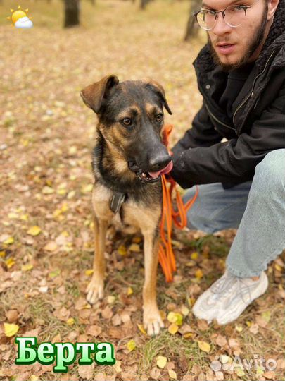 Собачка из приюта