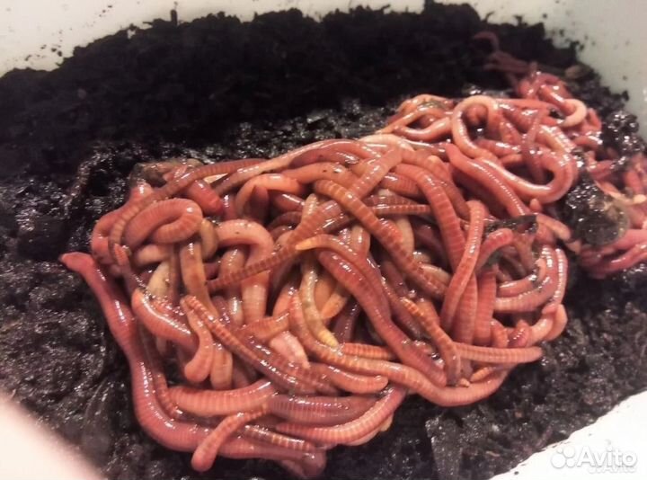 Калифорнийские черви для биогумуса