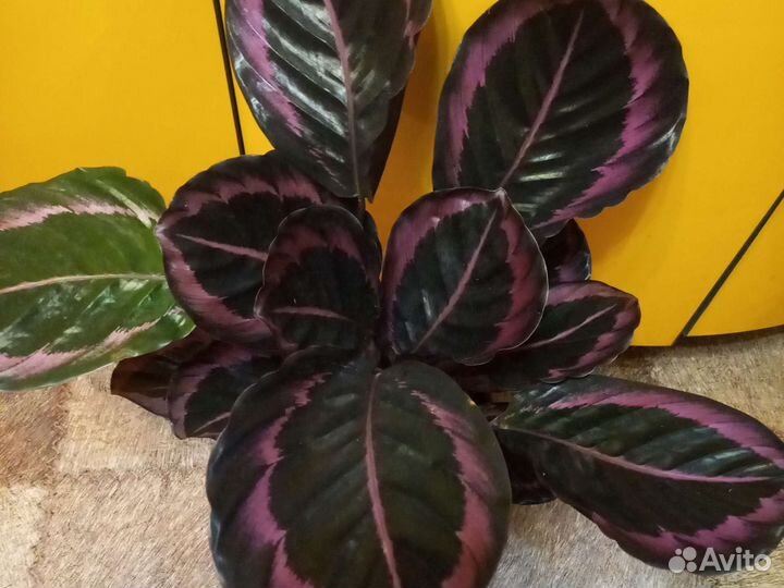 Домашние цветы